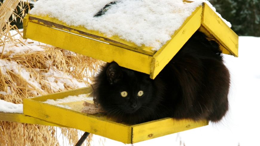Ett sätt att förebygga salmonella hos katter är att hålla katterna borta från fågelborden - något som kan vara lättare sagt än gjort. Foto: Shutterstock